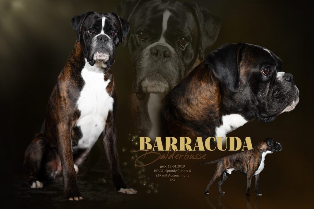 Collage Barracuda 2