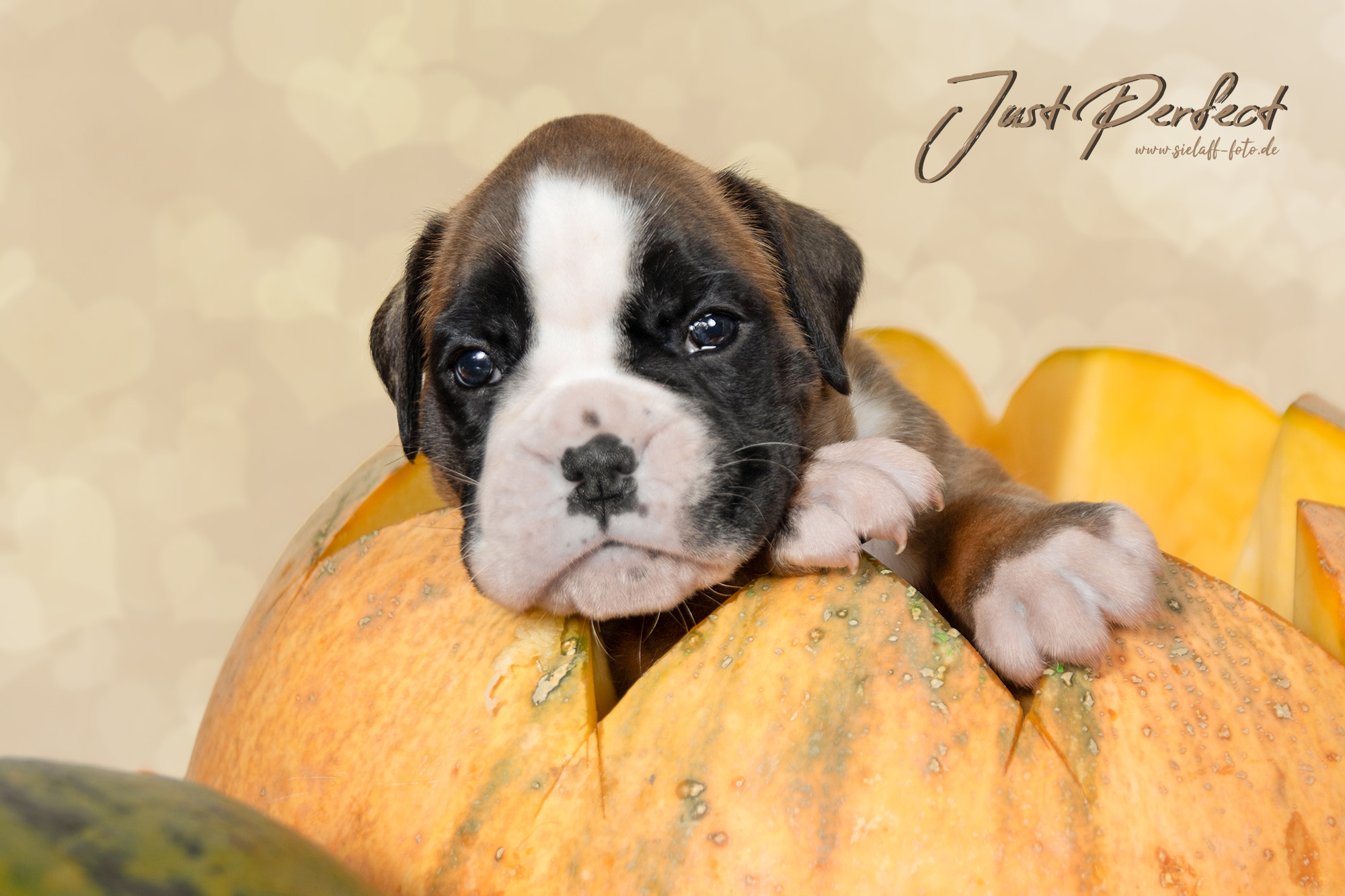 Just Perfect6sielaff-foto