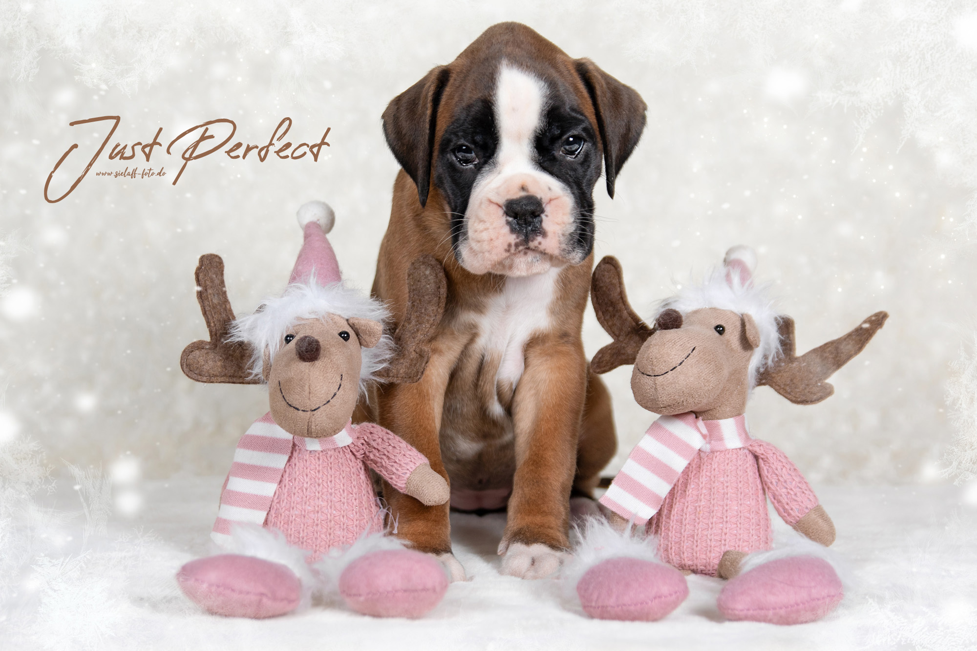 JustPerfect9sielaff-foto