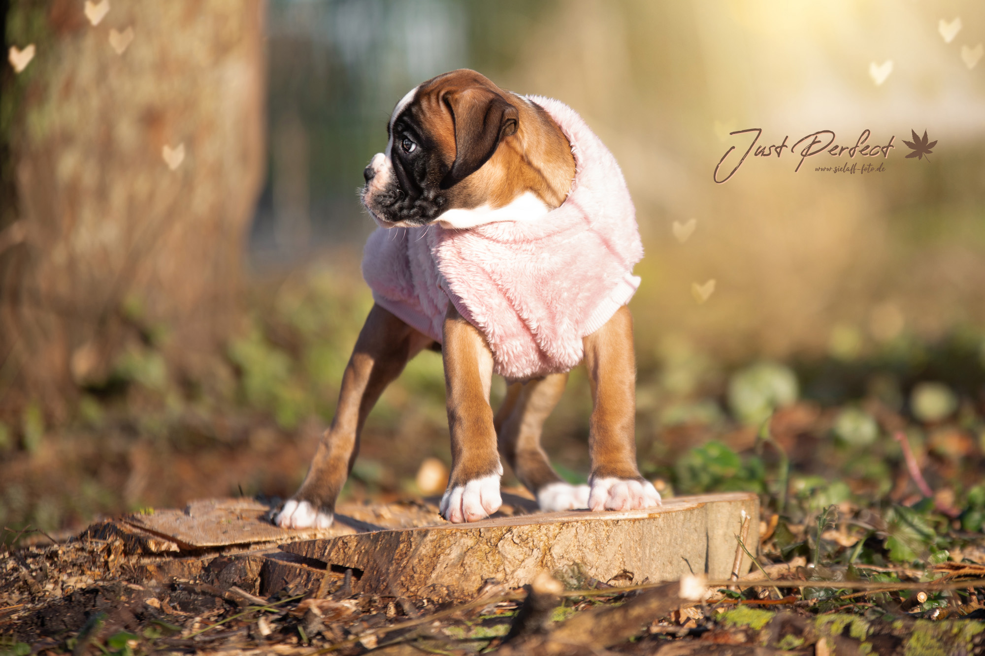 Just Perfect5sielaff-foto