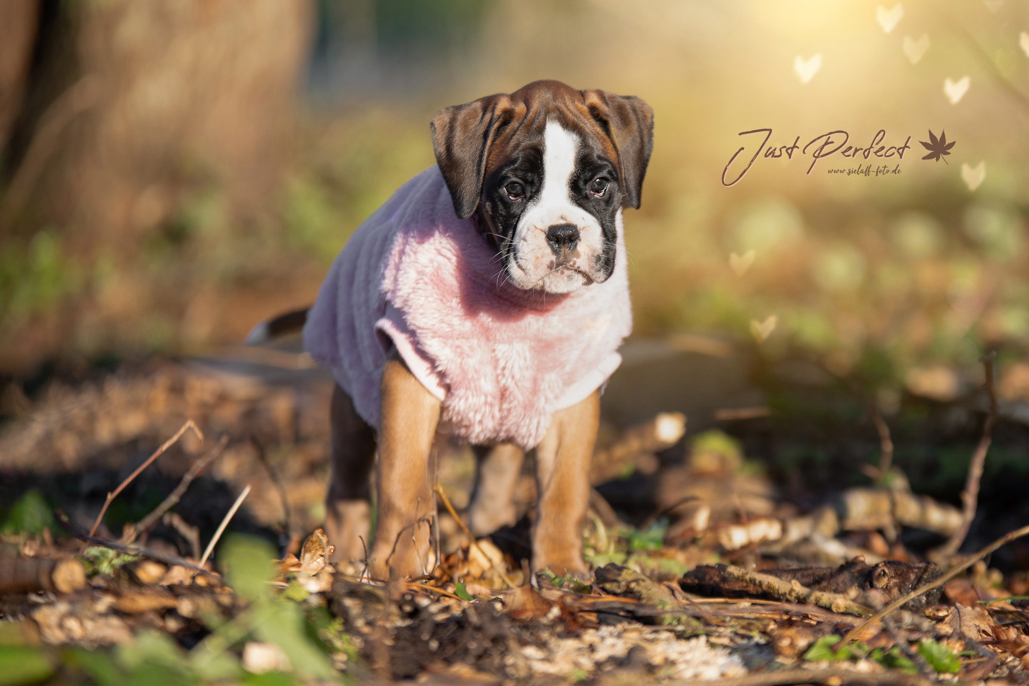 Just Perfect6sielaff-foto