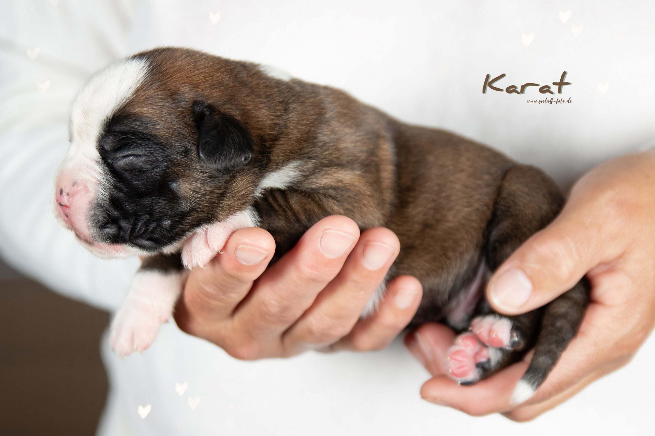 Karat3sielaff-foto