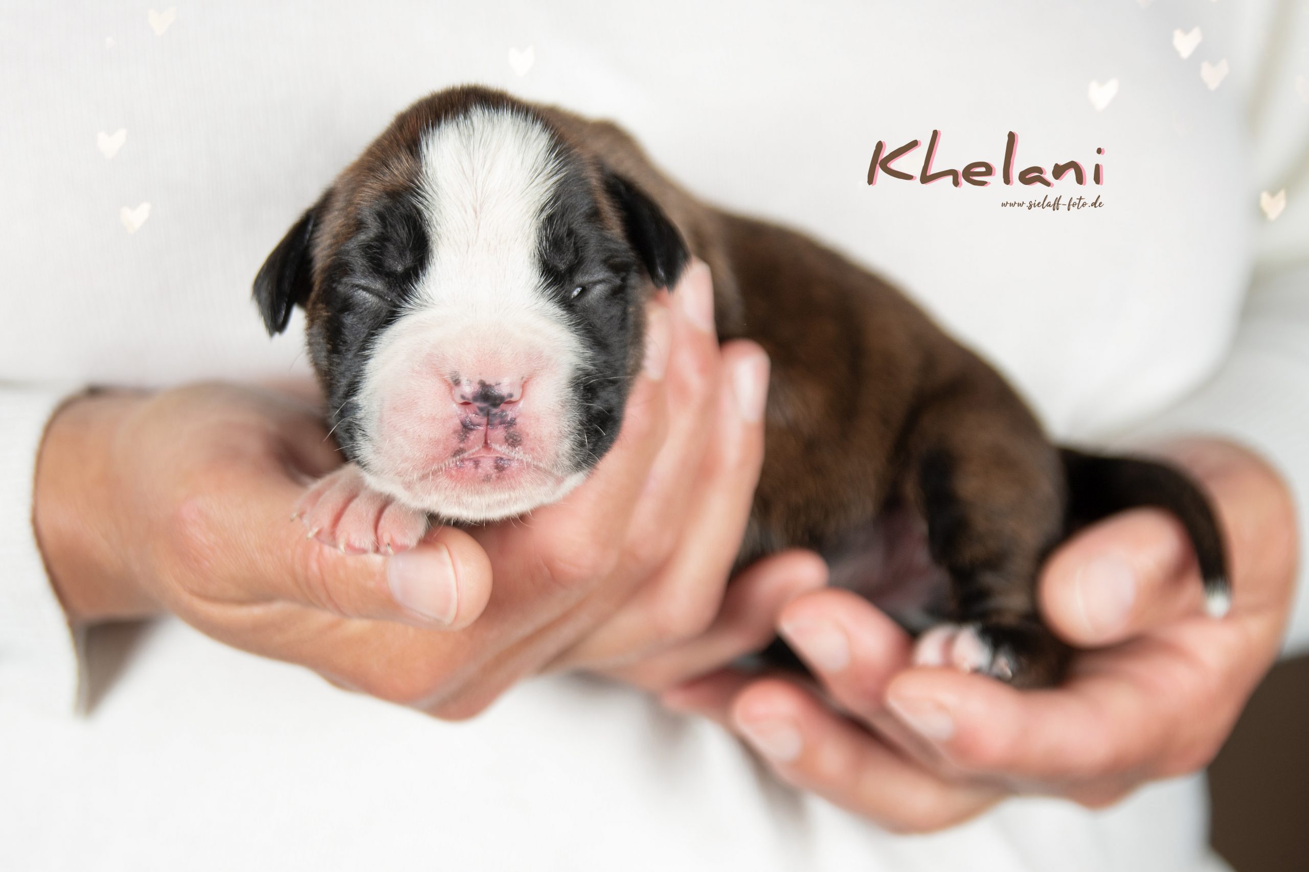 Khelani13sielaff-foto