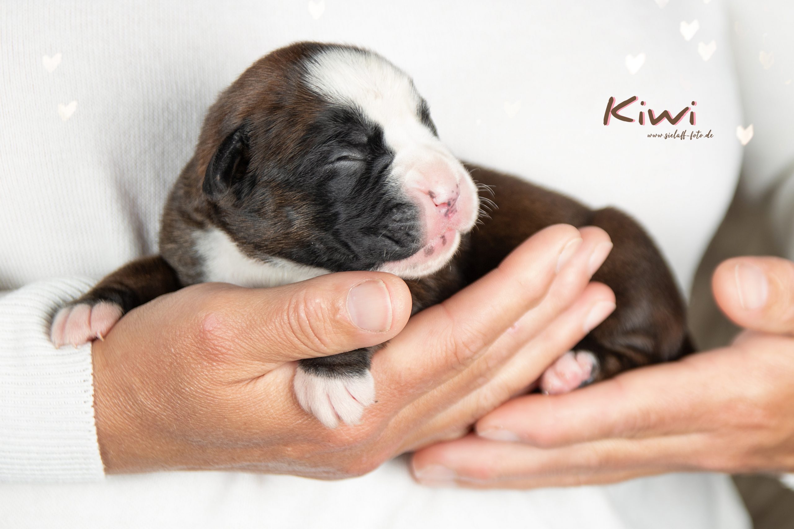 Kiwi8sielaff-foto