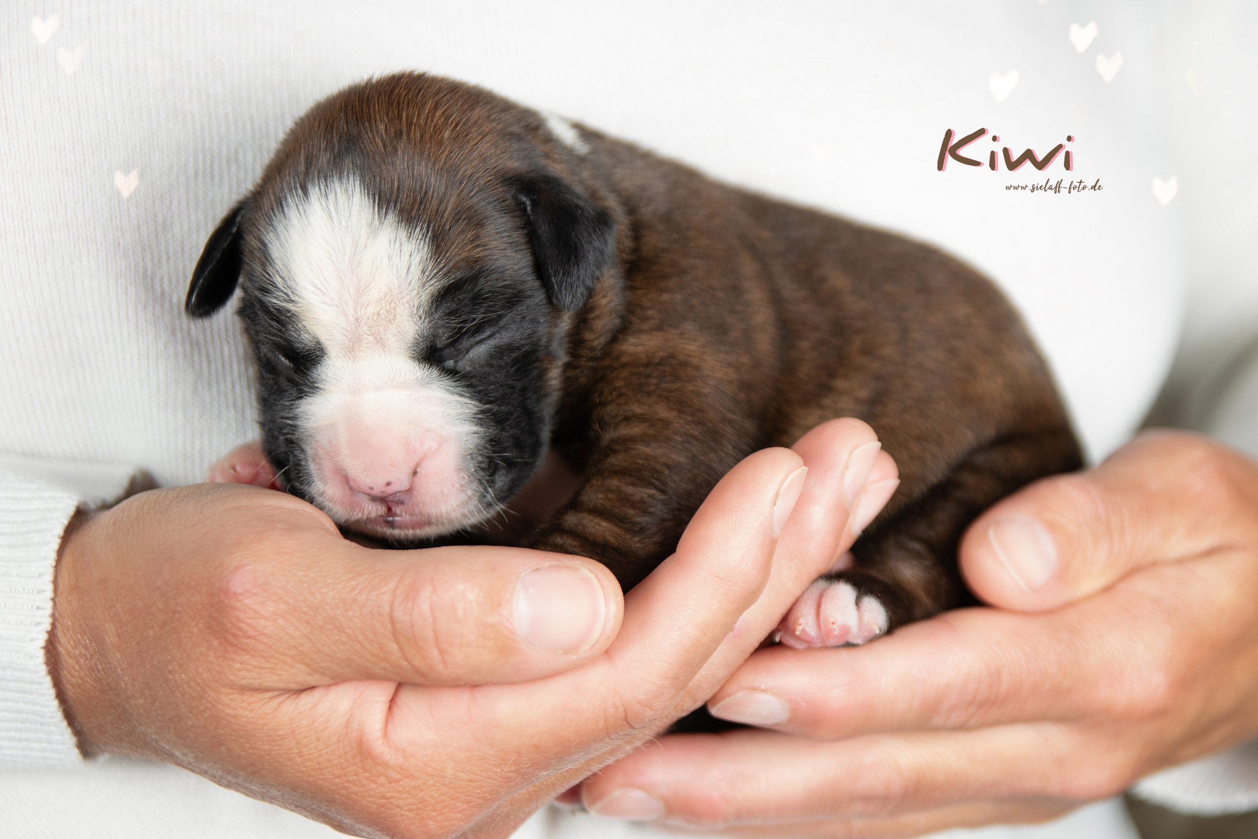 Kiwi9sielaff-foto