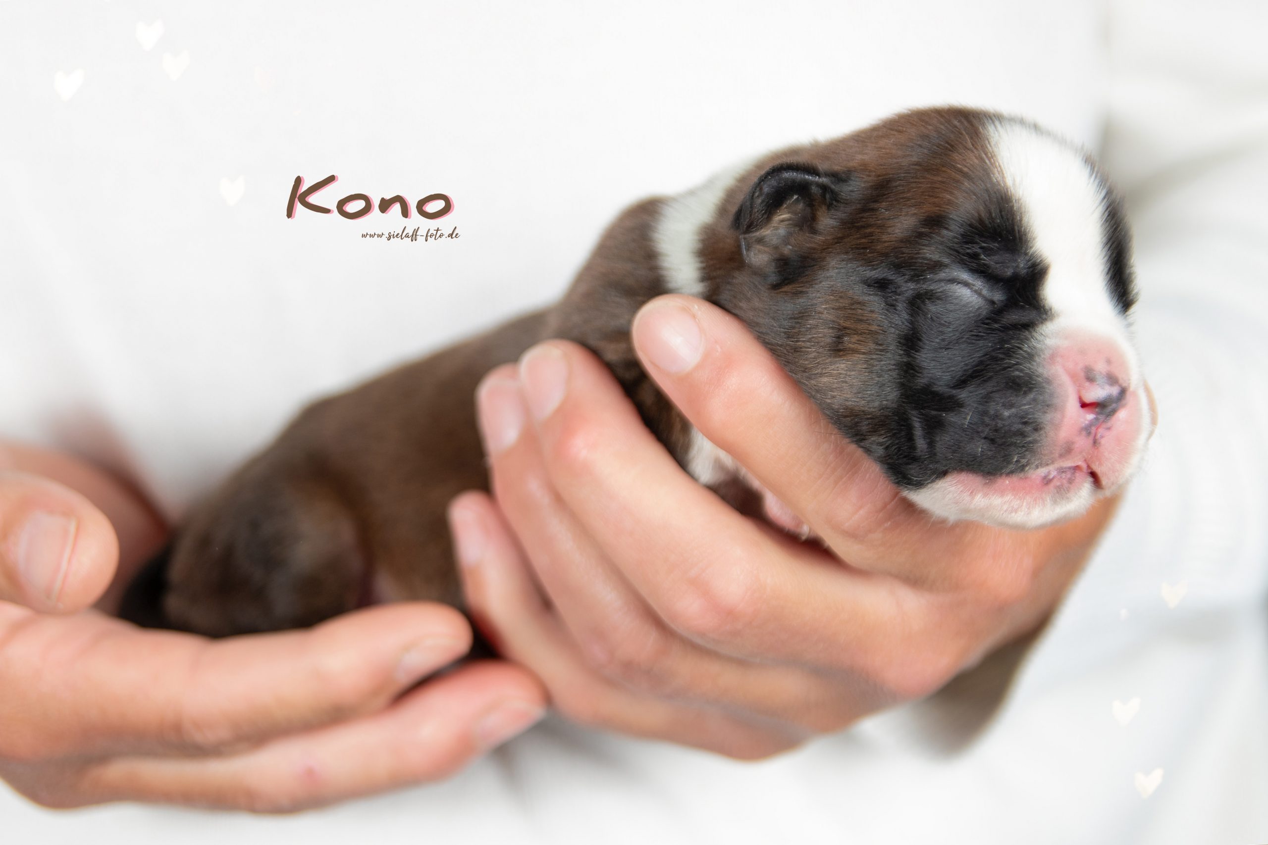 Kono1sielaff-foto
