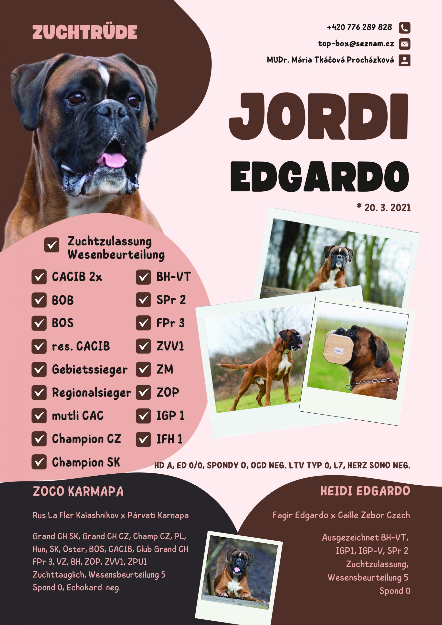 Deckrüde Boxer